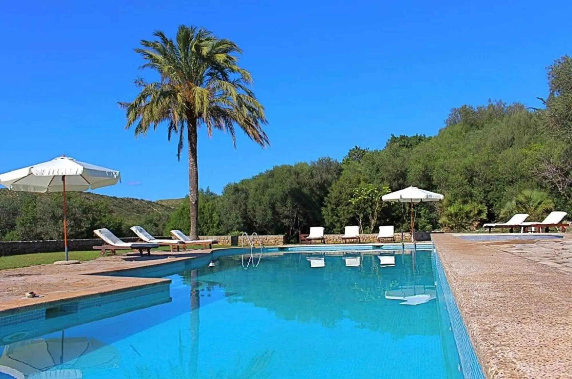 Long pool with a palm and sun loungers, surrounded by lawn